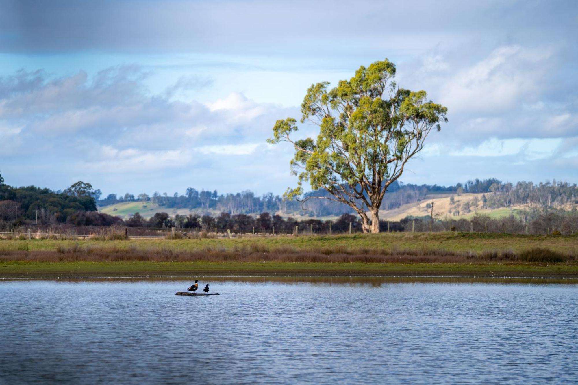 Blackwood Park Cottages Mole Creek Eksteriør bilde